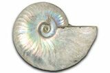 Silver Iridescent Ammonite (Cleoniceras) Fossil - Madagascar #346726-1